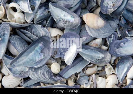 Muscheln am Strand des West Coast National Park, Western Cape, Südafrika Stockfoto
