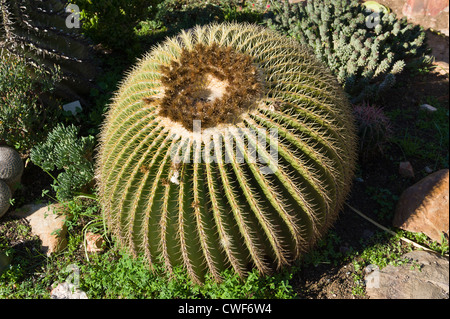 Golden Barrel Cactus, Echinocactus Grusonii, in einem Kindergarten, Worcester, Western Cape, Südafrika Stockfoto