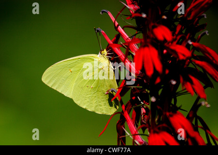 Wolkenlosen Schwefel Schmetterling (Phoebis Sennae) auf Kardinal Blume (Lobelia Cardinalis) Stockfoto