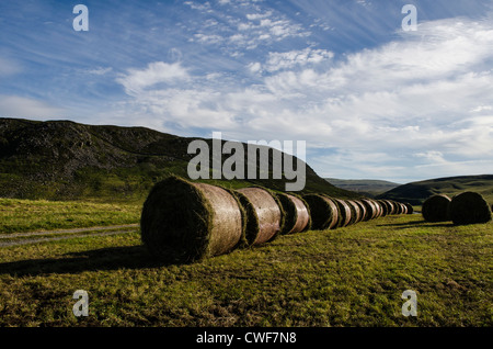 Linie von Ballen aus Arten reichen Hochland Mähwiesen in Teesdale NNR Stockfoto