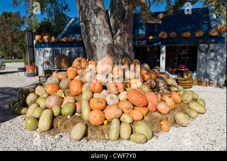 Kürbisse auf einer Farmstall in Worcester, Western Cape, Südafrika Stockfoto