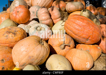 Kürbisse auf einer Farmstall in Worcester, Western Cape, Südafrika Stockfoto