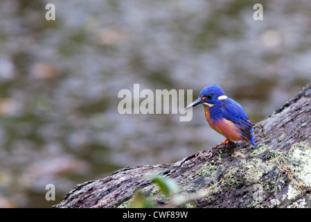 Azure Kingfisher Alcedo Azurea, Australien Stockfoto