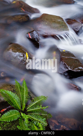 Wasser fließt über Felsen und ein grünen Farn, Royal National Park, NSW, Australien Stockfoto