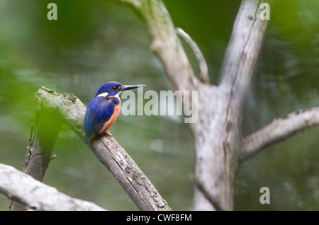 Azure Kingfisher Alcedo Azurea, Australien Stockfoto