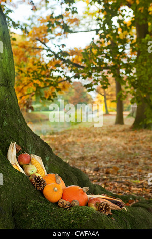 Stillleben mit Halloween Kürbisse, Kürbisse und Maiskolben auf ein Herbst Baum im park Stockfoto