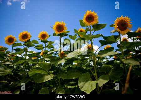 Sonnenblumenfelder in Bordelais, Südfrankreich Stockfoto