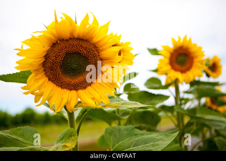 Sonnenblumenfelder in Bordelais, Südfrankreich Stockfoto