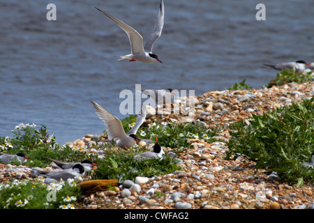 Flussseeschwalben (Sterna Hirundo) am Standort Zucht Stockfoto