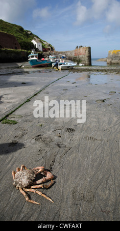 Krabbe im Hafen Stockfoto