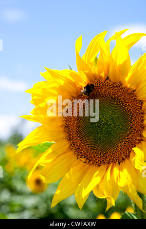 Sonnenblumenfelder in Bordelais, Südfrankreich Stockfoto