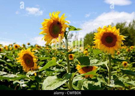 Sonnenblumenfelder in Bordelais, Südfrankreich Stockfoto