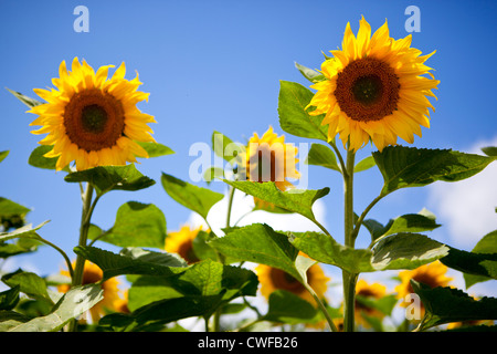 Sonnenblumenfelder in Bordelais, Südfrankreich Stockfoto