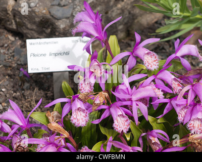 Hardy chinesischen Orchidee Pleione Limprichtii ist endemisch in China, sondern fotografiert hier im Botanischen Garten in Oslo Stockfoto