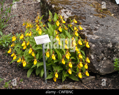 Cypripedium Pubescens große gelbe Frauenschuh im Botanischen Garten in Oslo Norwegen Stockfoto