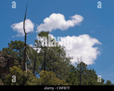 GR 20 - beginnt der härteste Weitwanderweg in Europa in den Wald von Bonifatu, hier einen Blick auf die Baumkronen der Wälder Stockfoto