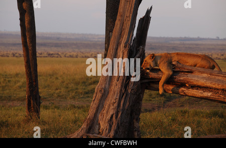 African Lion ((Panthera leo) auf Baum in Masai Mara Nationalpark, Kenia Stockfoto