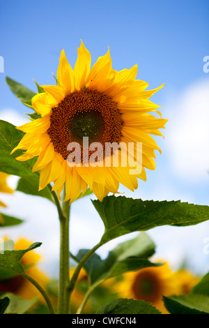 Sonnenblumenfelder in Bordelais, Südfrankreich Stockfoto