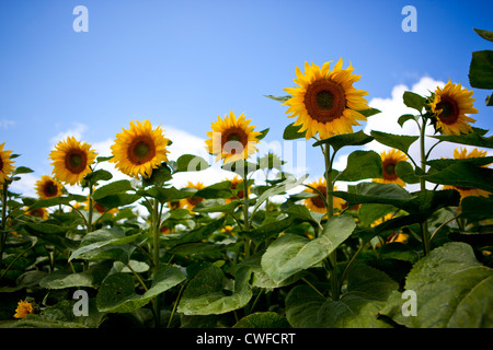 Sonnenblumenfelder in Bordelais, Südfrankreich Stockfoto