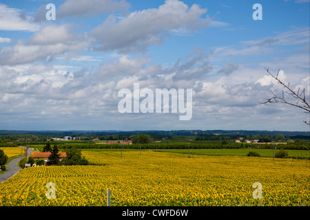 Sonnenblumenfelder in Bordelais, Südfrankreich Stockfoto