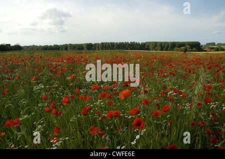 Ein Feld der rote Mohn vermischt mit Gänseblümchen unter einem schönen Sommerhimmel. Stockfoto
