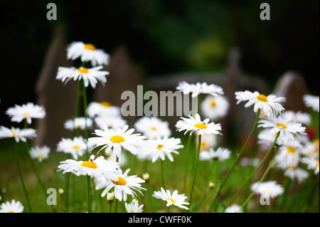 Gänseblümchen auf dem Friedhof der St. Edward Kirche Knighton Powys Wales Stockfoto