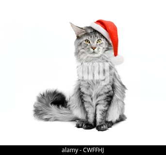 graue Katze auf einem weißen Hintergrund als Weihnachtsmann verkleidet. Stockfoto