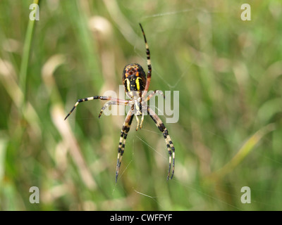 Wasp Spider / Argiope Bruennichi / Wespenspinne Stockfoto