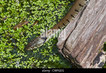 Europäischen Ringelnatter oder beringt Schlange (Natrix Natrix), UK Stockfoto