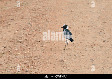 Blacksmith Plover Stockfoto