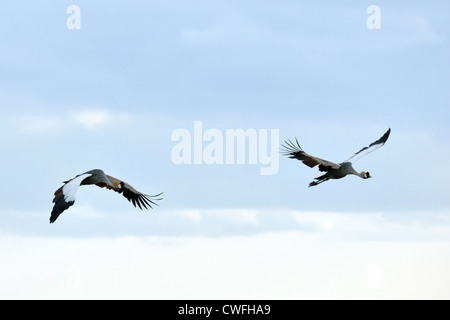 Grey gekrönt Kraniche im Flug Stockfoto