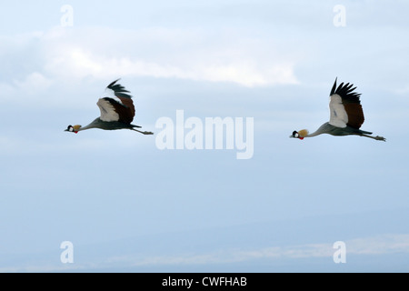 Grey gekrönt Kran im Flug Stockfoto