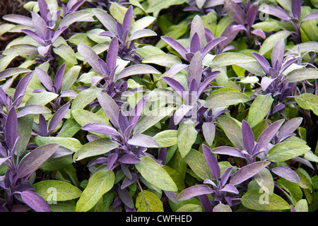 Lila Salbei, Kent, England Stockfoto