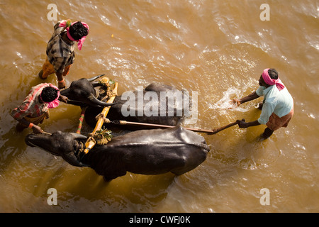 Büffel sind im Fluss nach einem Kambala Rennen in Dakshina Kannada Bezirk von Karnataka, Indien gekühlt. Stockfoto