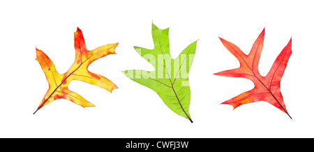 Bunte Blatt Herbstkollektion von gelben, Orangen und grünen isoliert auf weiss für Käufer, als gestalterisches Element zu verwenden. Stockfoto