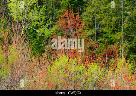 Frische Blätter in Espen mit Ahorn und Birke, Greater Sudbury, Ontario, Kanada Stockfoto