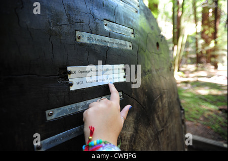 USA California CA Sonoma County Armstrong Redwoods State Natural Reserve - Querschnitt eines Baumes zeigt Termine in der Geschichte Stockfoto