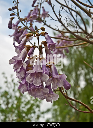 seltene Fingerhut Baum ist Paulownia Tomentosa in voller Blüte mit lila Blüten, die auf der Suche nach oben gegen einen grauen, bewölkten Himmel. Stockfoto