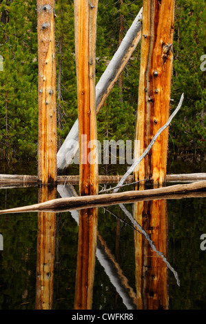 Toten Baumstümpfen spiegelt sich im Teich, Yellowstone-Nationalpark, Wyoming, USA Stockfoto