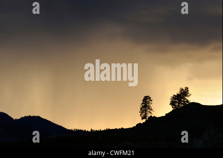 Baum-Silhouetten auf den Blacktail Plateau mit vorbeifahrenden Gewitter, Yellowstone-Nationalpark, Wyoming, USA Stockfoto