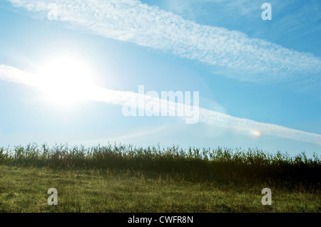 Mais-Feld im Gegenlicht in Neuenkirchen, Rügen Stockfoto