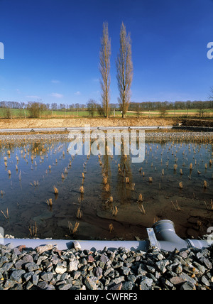 Schilfgürtel am Gazeley Kläranlagen. Stockfoto