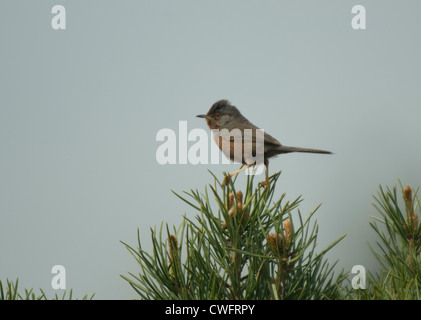 Dartford Warbler (Sylvia Undata) auf Ginster Minsmere RSPB Reserve, Suffolk Stockfoto