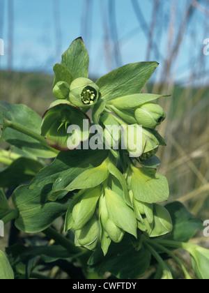 STINKENDE NIESWURZ Helleborus Foetidus (Butterblume) Stockfoto