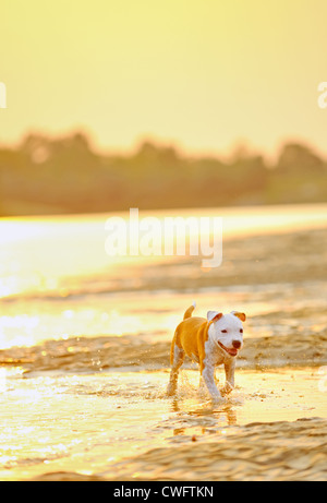 Amerikanischer Staffordshire-Terrier Hund spielen im Wasser Stockfoto