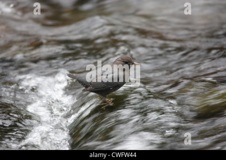 American Dipper-Cinclus Mexicanus Goldstream, Vancouver Island, British Columbia, Kanada Stockfoto