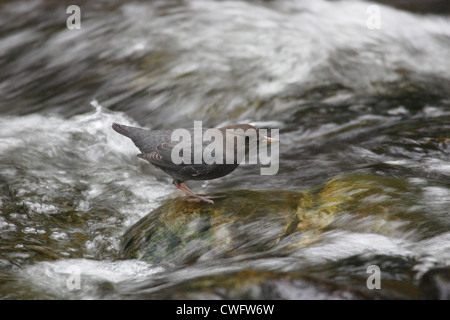 American Dipper-Cinclus Mexicanus Goldstream, Vancouver Island, British Columbia, Kanada Stockfoto