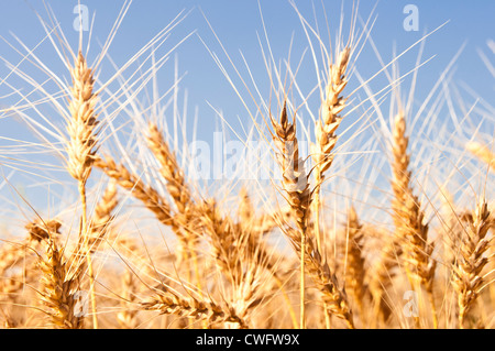 Weizenfeld hautnah Stockfoto