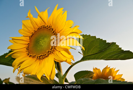 Nahaufnahme eines schönen Sonnenblumen gegen blauen Himmel Stockfoto