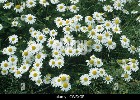 STINKENDE Kamille Anthemis Cotula (Asteraceae) Stockfoto